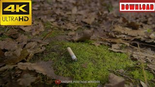 🎁4K Cigarette is tossed onto forest floor and stomped out | DAILY NATURE FOOTAGE