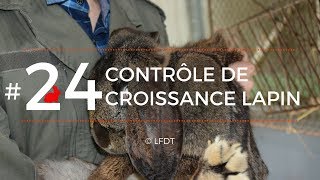 CONTROLE DE CROISSANCE LAPIN │LFDT #24