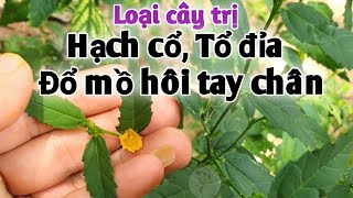 Bài thuốc trị hạch cổ, hạch bạch huyết, tổ đỉa, phong tê thấp, đổ mồ hôi tay chân. PHAN HẢI Vlog.