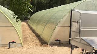 Tunnel Green Houses At Al Awir Dubai #greenhouse #agriculture