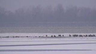 Oie des neiges...Lac du Der en Champagne (France)