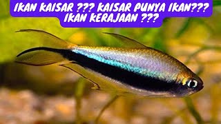 IKAN KAISAR ??? benarkah ini ikan dari kerjaan?? ( Emperor tetra atau ikan kaisar )