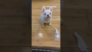 Our new frenchie.  he is adorable #frenchies  #shorts