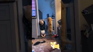 Kids Jumping with dog #funny #memes #humor #comedy #love #shorts #viralvideo #foryou #trending