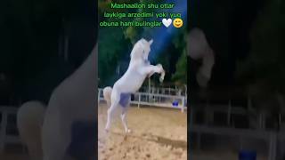 Videoga layk #horse #rekda #comedyvideos #kangal #rekuzbek #funnyshorts #automobile #rekkkk #funny