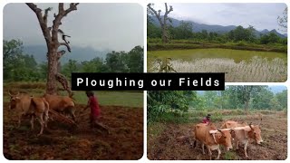 Ploughing our Fields for Rice in Odisha | Traditional way of Ploughing using Bulls