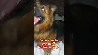 Zuma w swoim żywiole 😉Zasubskrybuj kanał 🖐 #foryou #homemade #dc #subscribe #youtube #family #home