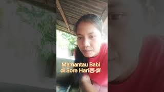 Memantau Babi Di Sore Hari🐖🐷#peternakrumahan #beternakbabi #ternakbabi #babi #pig #animal