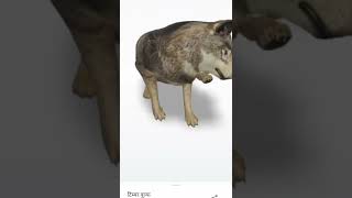 Timber wolf 3D video please subscribe our channel to more 3D video