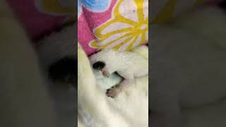 🥰New born baby kitten😺 day2 #kitten #baby #cutebaby #shorts #cat