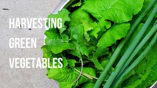 Harvest green vegetables with me after rain - kale, mustard