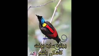 ترانه:یه عمره بی بهارم