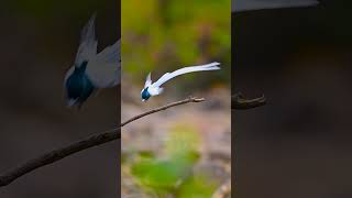 Sweet and melody sound od birds #birdsounds #birdphotography #birdsong #birdwatching