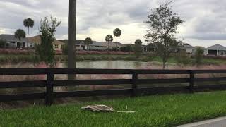 Eagle soaring over the lake in The Villages, Florida, Fenney Trail