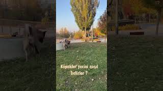 Köpekler bölgesini bu şekilde belirliyor. #shorts