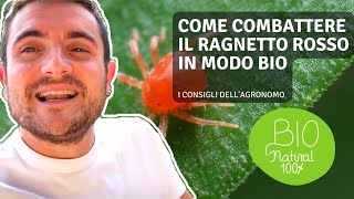 COME COMBATTERE IL RAGNETTO ROSSO IN MODO BIO