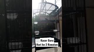 Kacer Liar Baru Hari ke 2 Rawaran #2hariRawatan