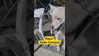 Jindo Coreano #cachorro #raça