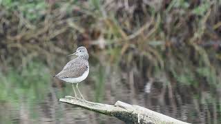 Waldwasserläufer vor der Nachtruhe _ Putzstunde _ Vogelbeobachtung