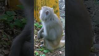 Eating monkey/Taiwan #shortsfeed