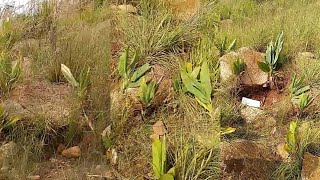 Original Black turmeric plants test || Call me Sadab 8459487861