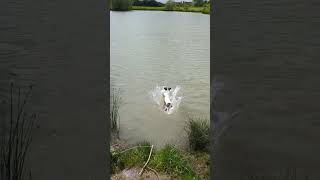 Henry the Jack Russell swimming for a new stick!