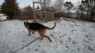 German shepherd on walk. Eros på tur. 21.11.2024. welcome to winterland  part 2.