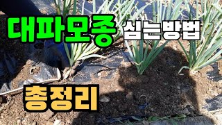 대파심기/ 대파모종심는방법/ 대파심는방법/ 대파키우기/ 대파옮겨심는방법/ 대파관리법/ 대파심는시기/ 대파심기 방법/ 대파옮겨심기/ 대파모종키우기/ 대파모종