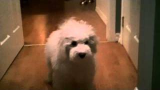 Bichon Frise Baby  Puppy is Afraid of Going Down Stairs