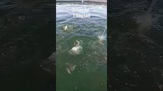 criação de tilapia em tanque.