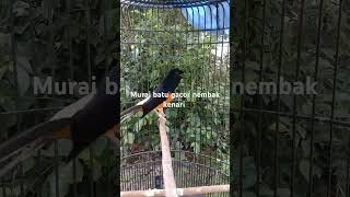 murai batu gacor door nembak kenari #shorts #birds #shortvideo #kicaumania #kicauanburung