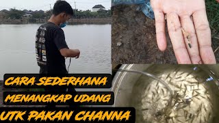 Cara sederhana menangkap udang untuk pakan channa. . Hasilnya WOW!!