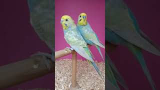 Rainbow Budgerigar