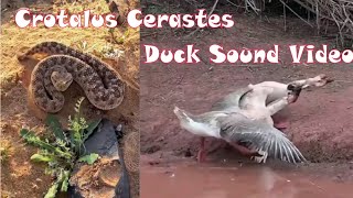 Crotalus cerastes Snake And Duck Satisfying Video