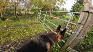 German shepherd on walk. Eros på tur. 02.10.2024. still you tubes most boring video part 2