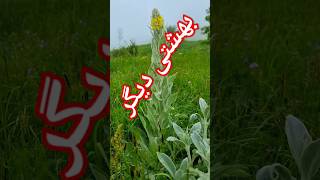 عجب جای خفنی 🥹🥹🥹 #سابسکرایب_یادتون_نره