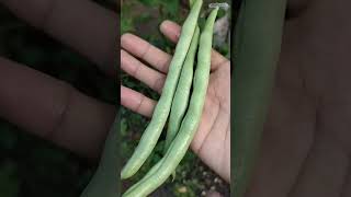 Harvest Beans & Chili || Panen buncis dan cabai rawit #beans #chili