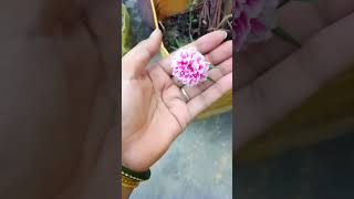 My new flower 🌸🌸 jis ko naam pata ho batao comment me 🧿🧿🥰🥰