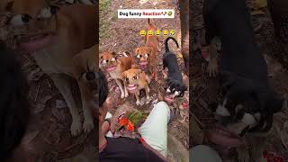 Dog funny reaction 🐶😂🤣 | comedy video | #shorts #shortsfeed