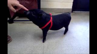 Peppa Pig available to adopt at the Humane Society Serving Crawford County