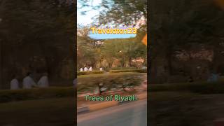 On the Way a Beautiful Green Trees of Riyadh #riyadh #greentrees #travel