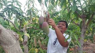 kebun mangga yuwen di kebun produksi agroeduwisata ditu bolang indramayu.