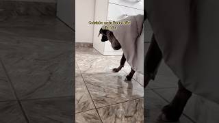 #shortvideos #dog #belinha #pets #bellinha #puppy #toptop