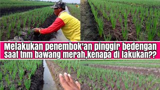 melakukan penembok'an pinggir bedengan,ada waktu& kondisi( situasi)saat musim hujan ke dua