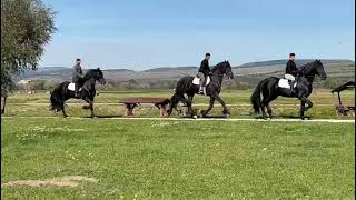 friesian stallion