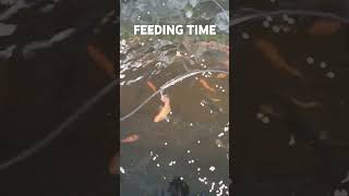 FEEDING TIME