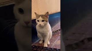 Cats lovers 🐈 #shorts #viral #cats #catshorts #cat #catslover #iphone14promax #ytshorts #dubai #yt