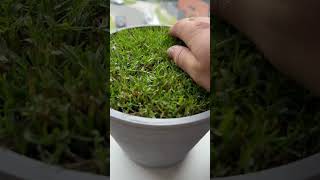 Pot Plant Lawn Renovation! #topdress #renovation #youtubeshorts #asmr #asmrsounds #asmrvideo #sand