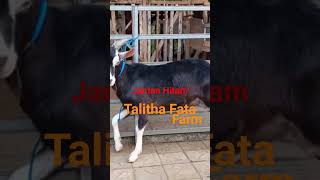 Kambing Perah || Jantan Hitam || #talithafatafarm  #kambingperah #kambingsaanen #kambingsapera