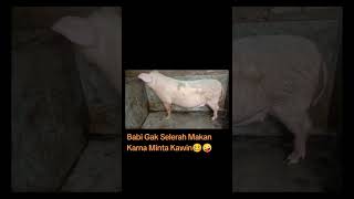 #ternakbabi #pig #beternakbabi #peternakrumahan #babi #animal